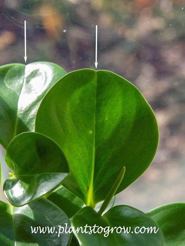 Retose leaf apex of a Baby Rubber Trees (Peperomia obtusifolia)